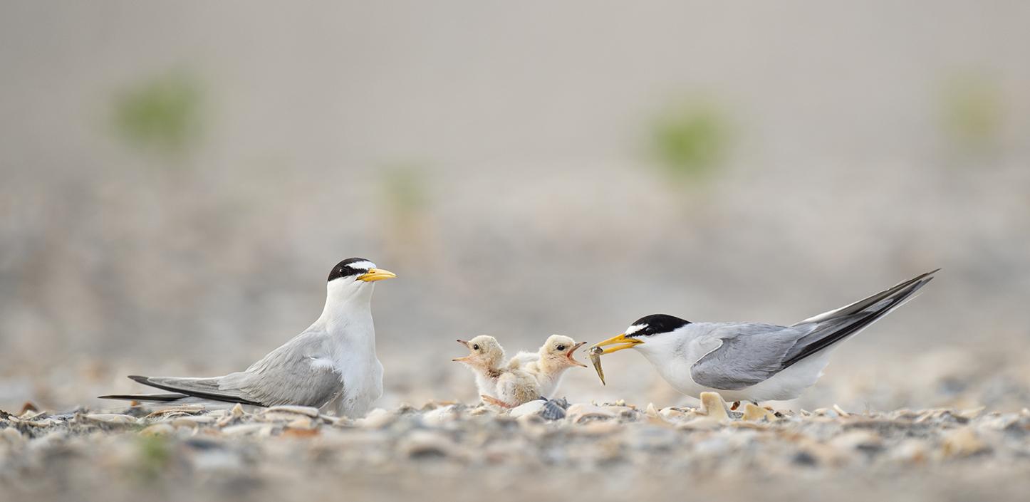 Least tern