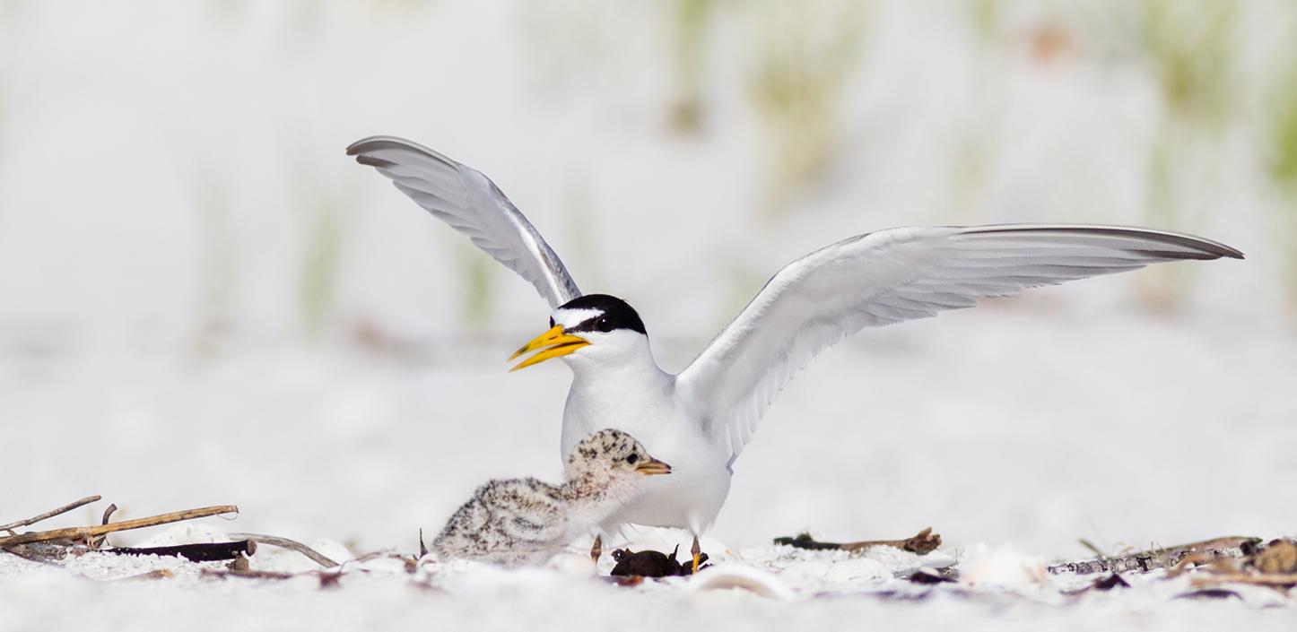 Least tern