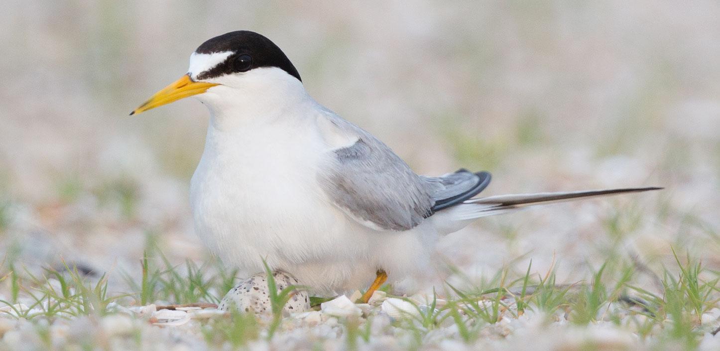 Least tern