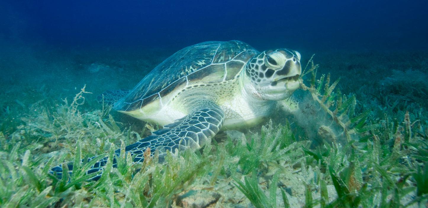 Loggerhead sea turtle