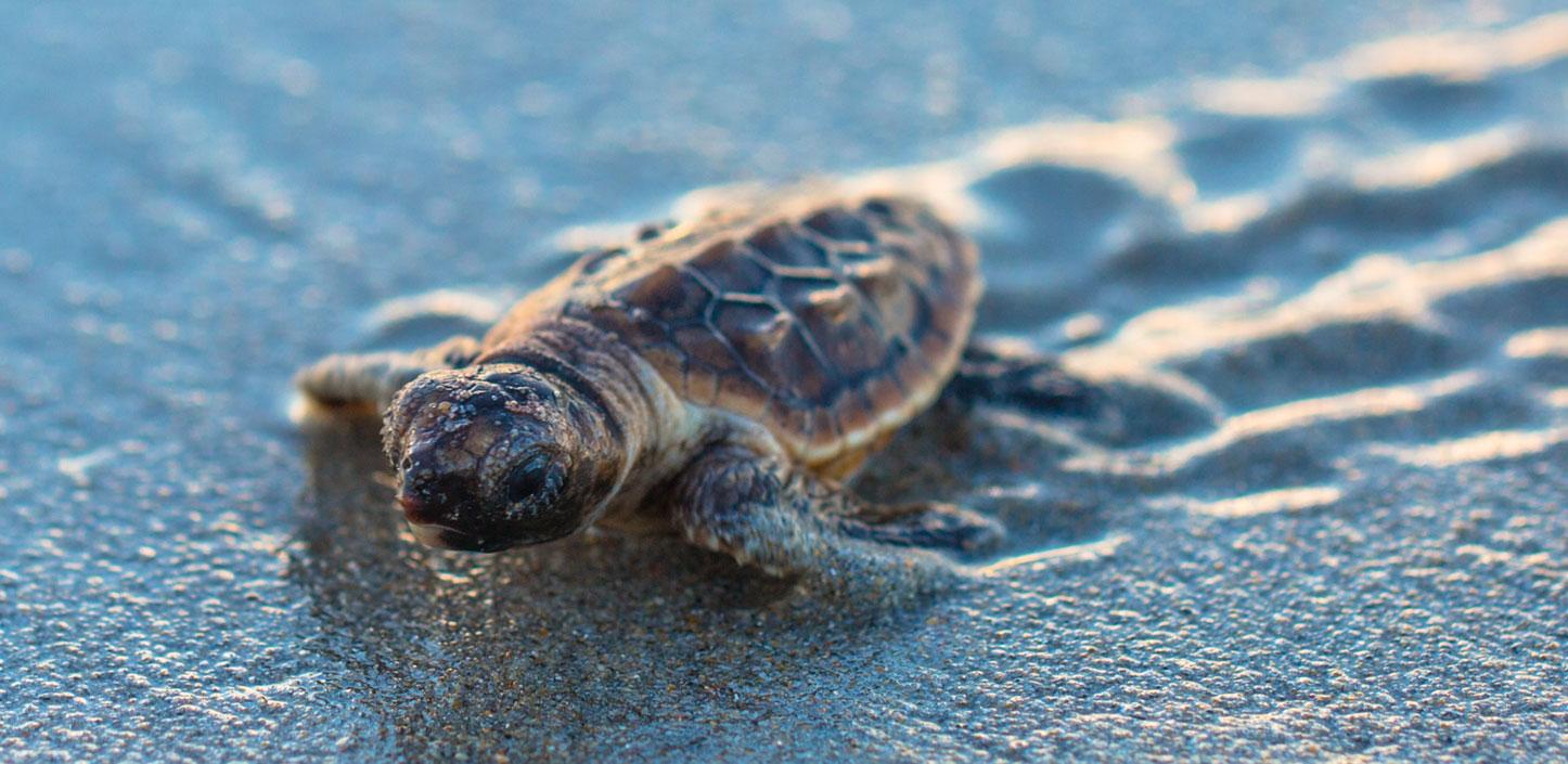 Loggerhead sea turtle