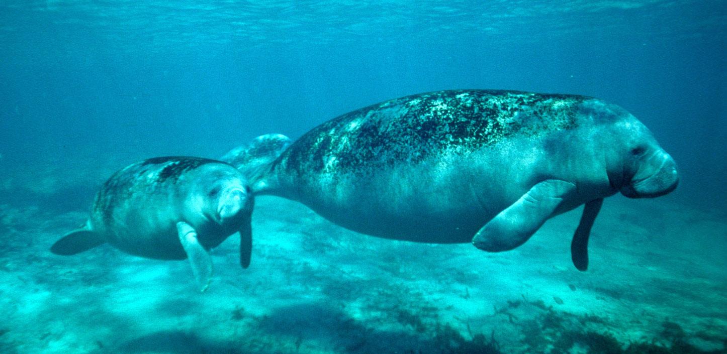 West Indian manatee