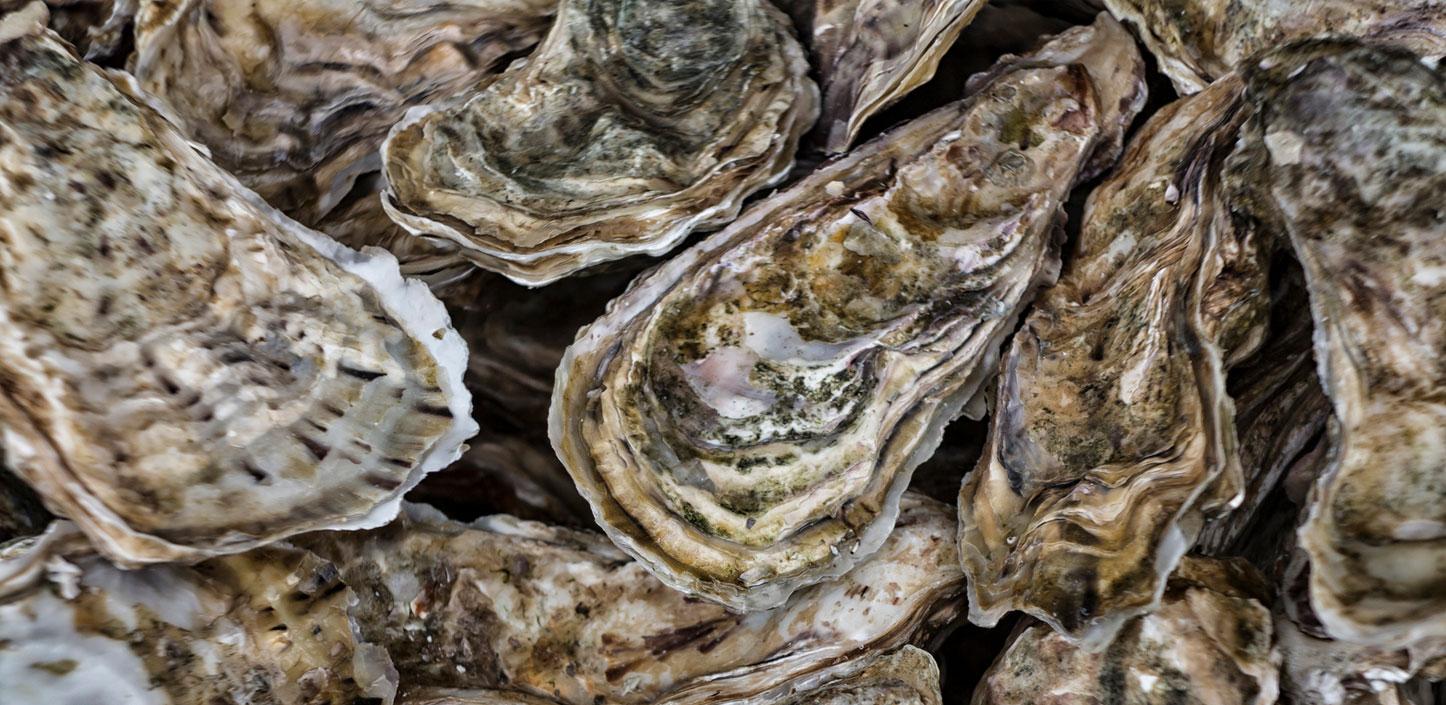 Oysters