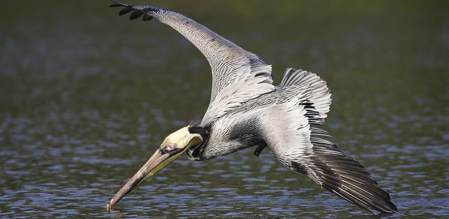 Brown pelican