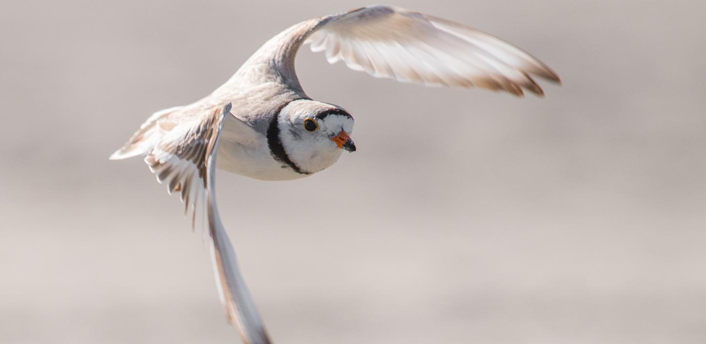 Piping plover