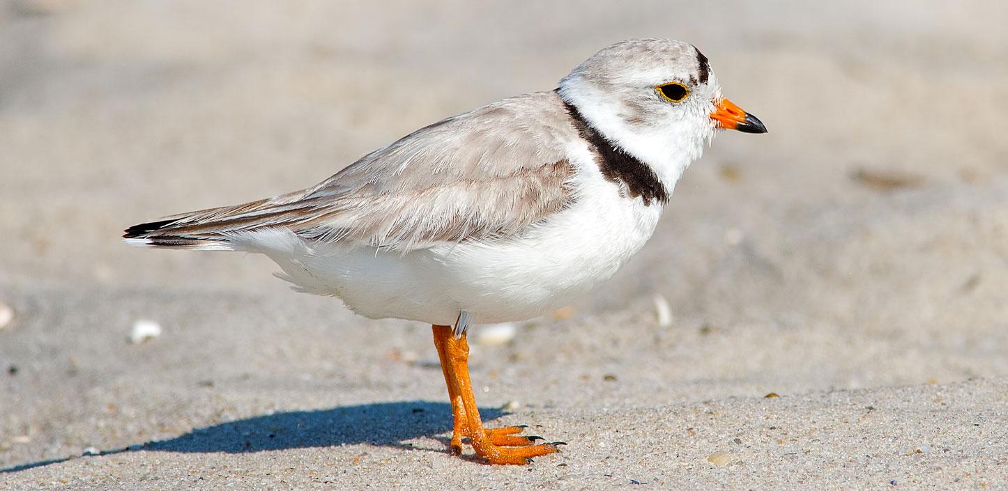 Piping plover