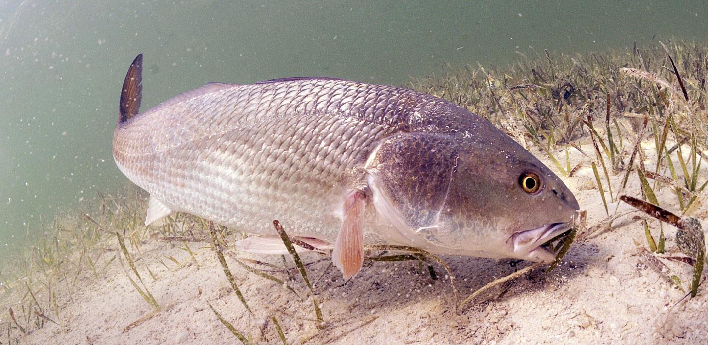 Red drum