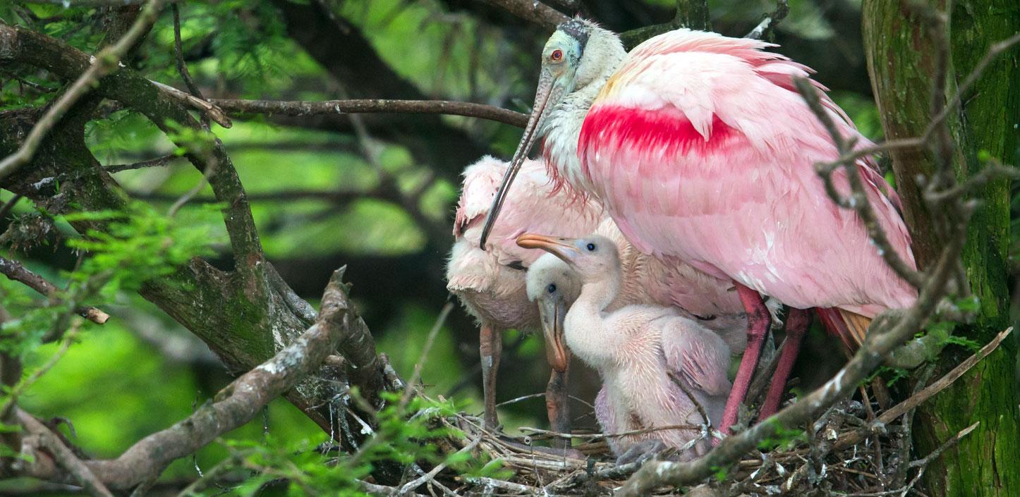 Roseate spoonbill