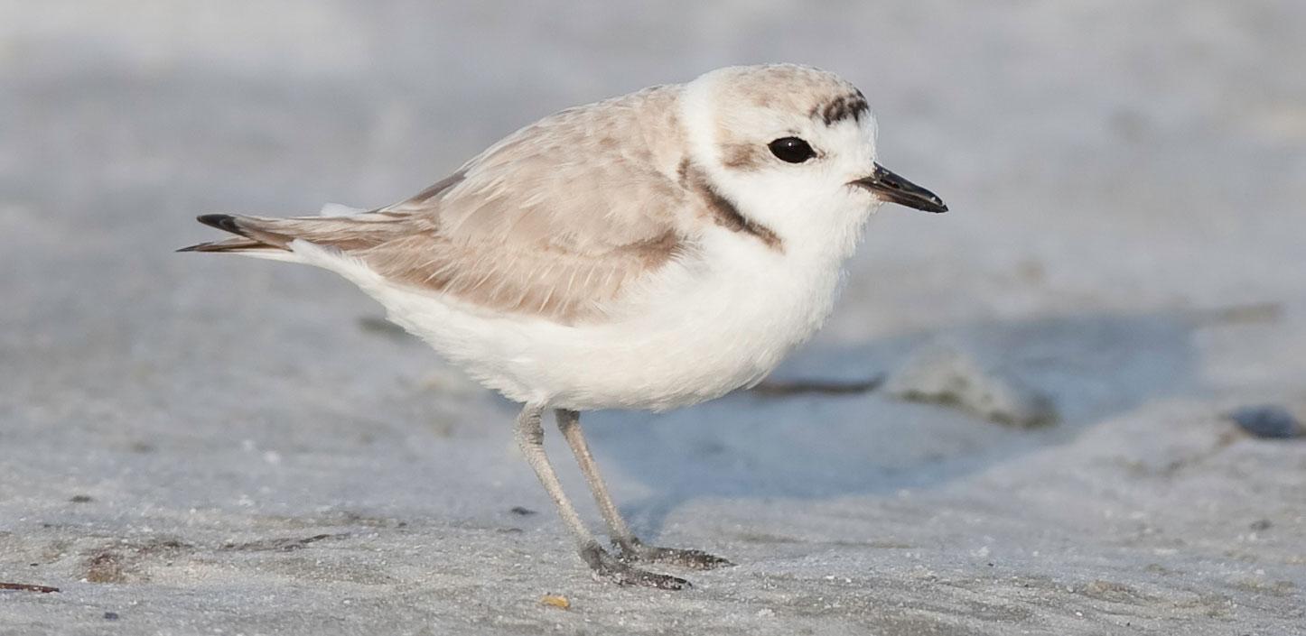 Snowy plover