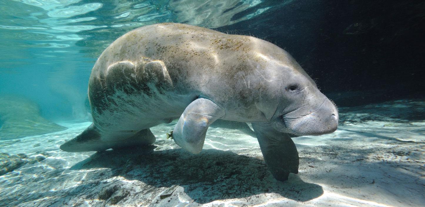 West Indian manatee