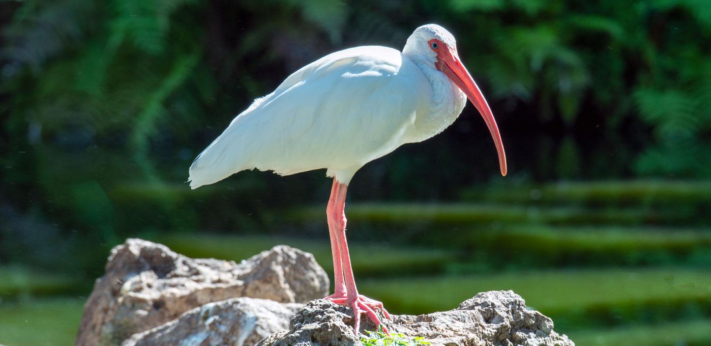 White ibis