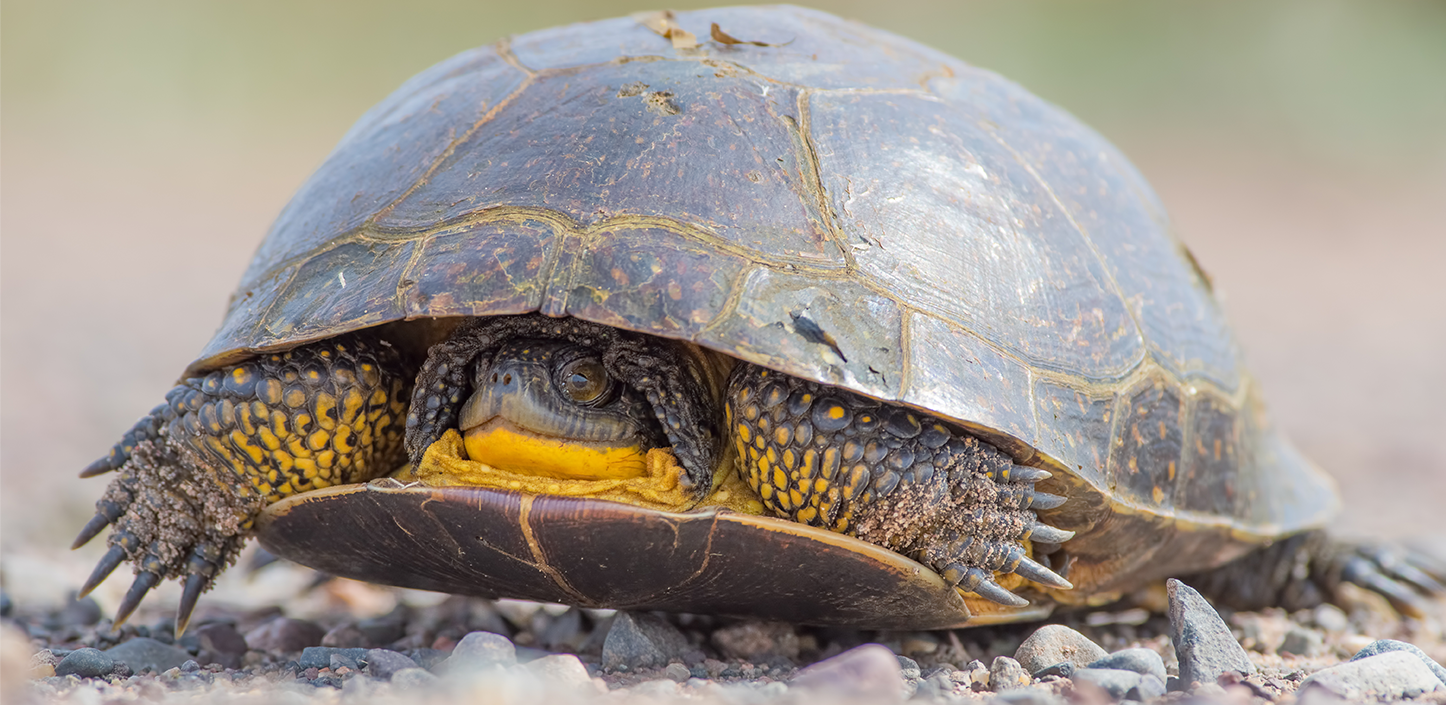 A close-up of a turtle on rocky ground, showing its domed shell and yellow throat as it partially withdraws into its shell.