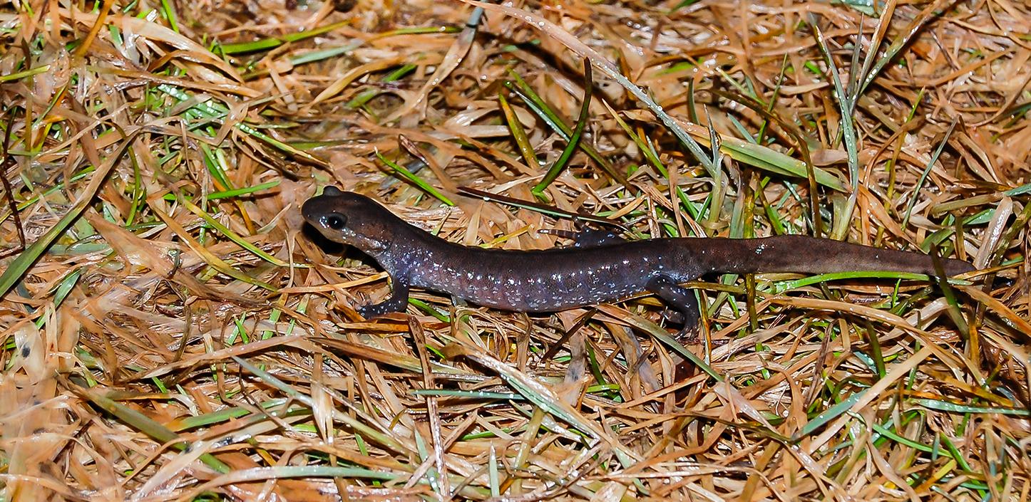 A dark, slender salamander with small pale speckles crawling across wet, brown grass and pine needles.