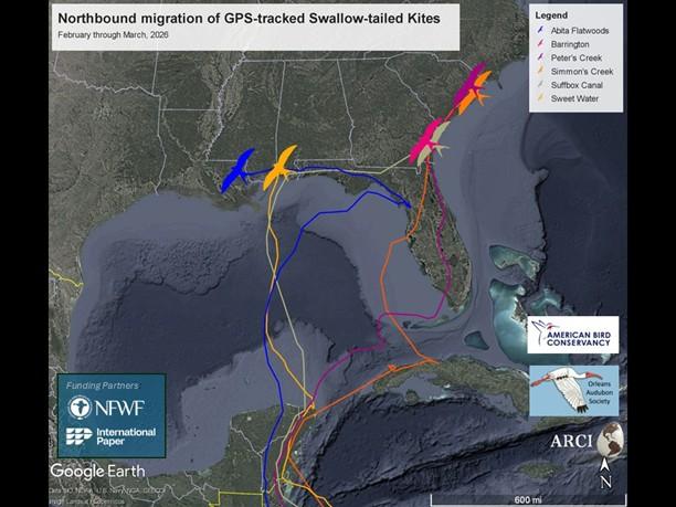 Map showing northbound migration routes of GPS‑tracked swallow‑tailed kites from February to March 2026. Colored lines trace individual birds traveling from Central America and the Caribbean across the Gulf of Mexico and Florida into the southeastern United States. Bird icons mark locations along the routes. A legend identifies different tracking sites, with partner logos and a scale bar included.