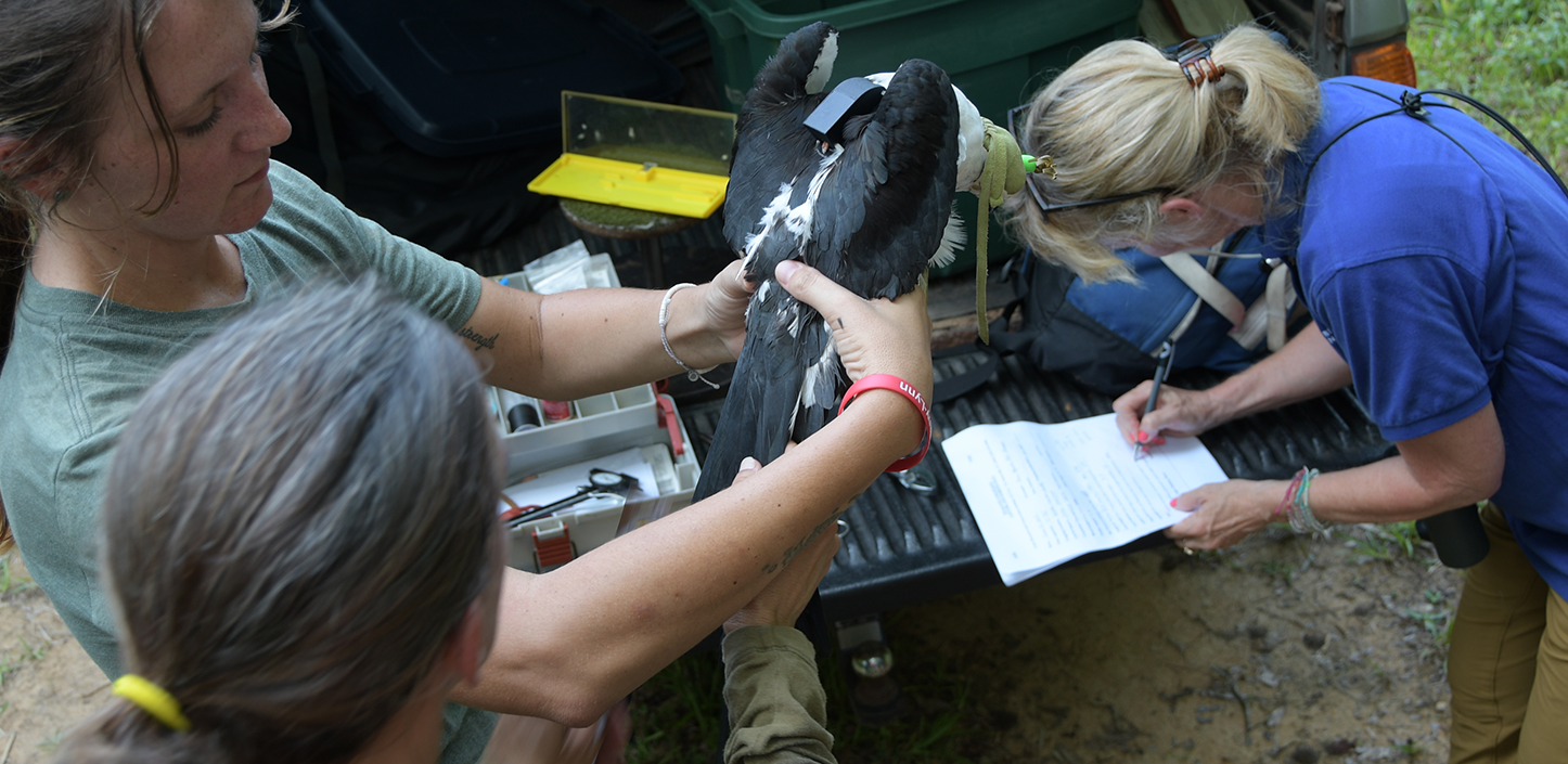 Researchers handle a black-and-white bird beside the open bed of a pickup truck, with one person gently holding the bird’s wings while another records data on a clipboard outdoors.
