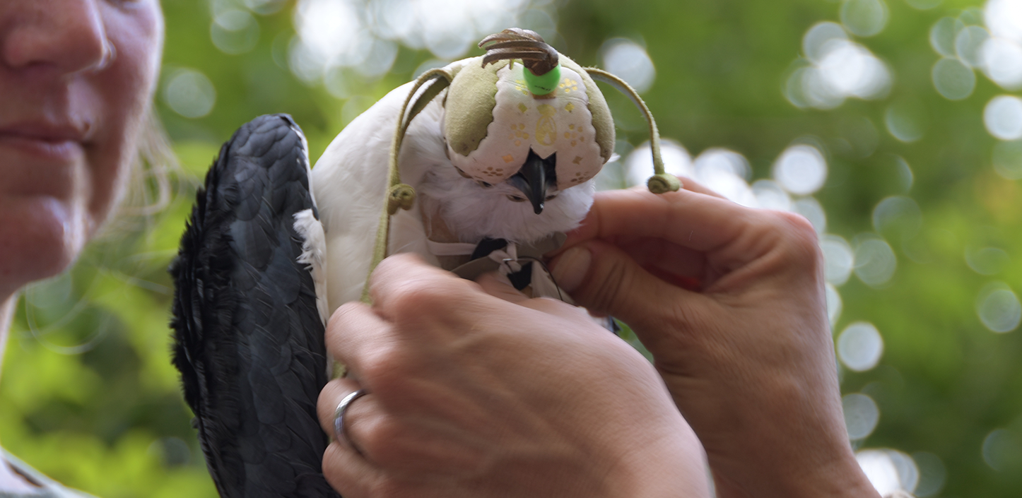 A biologist carefully fits a tracking device onto a bird wearing a protective hood during field research in a wooded area.