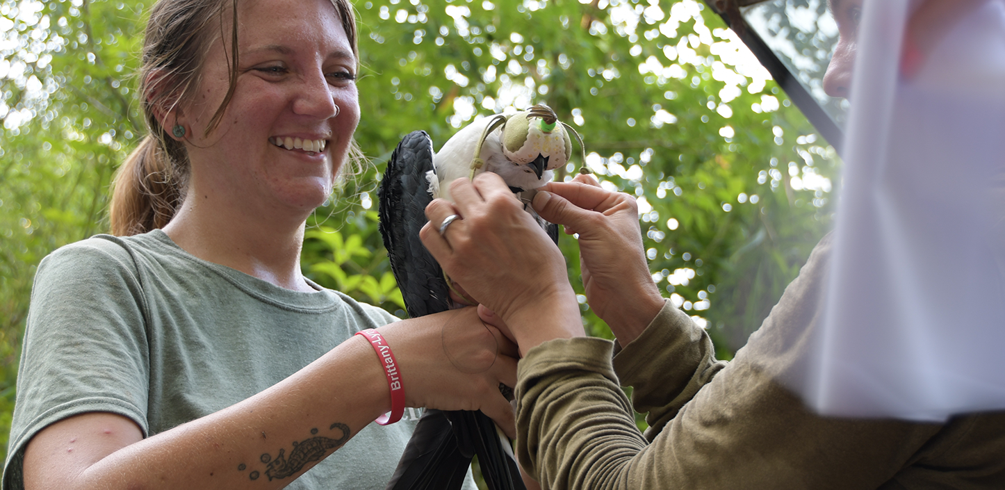 Two people carefully hold a black-and-white bird outdoors while attaching a small tracking device to its upper back, with green foliage in the background.
