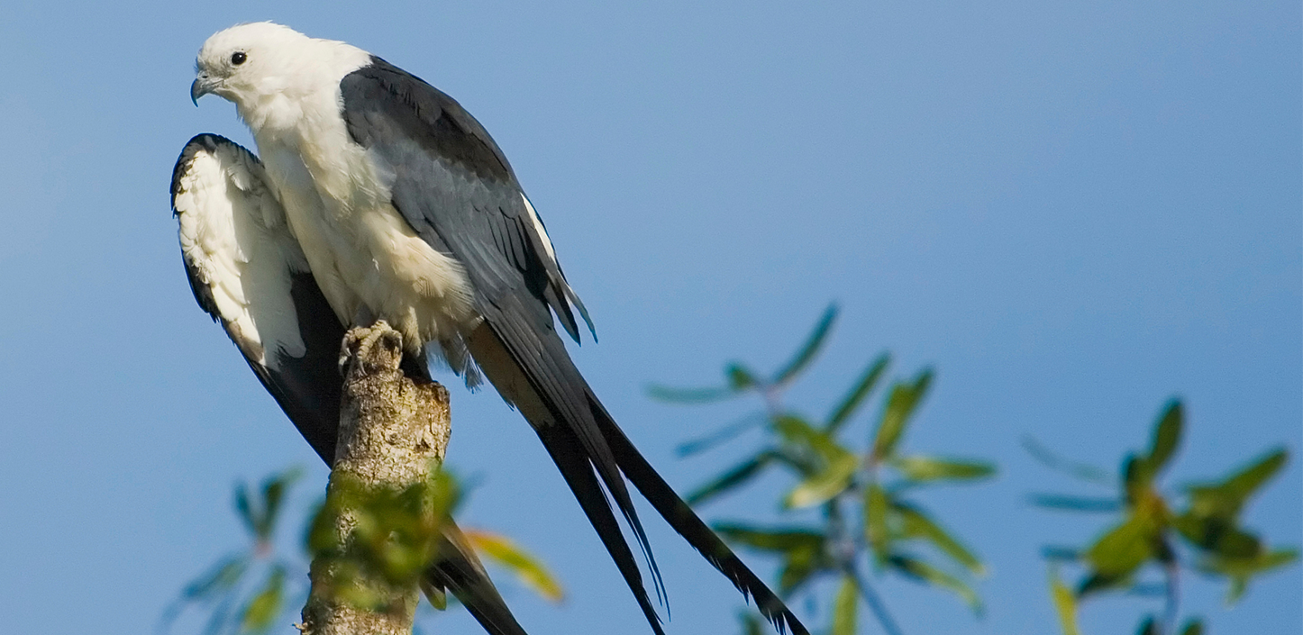 A swallow-tailed kite with a white head and body and long, forked black tail perches atop a bare tree trunk against a clear blue sky, with green foliage in the background.