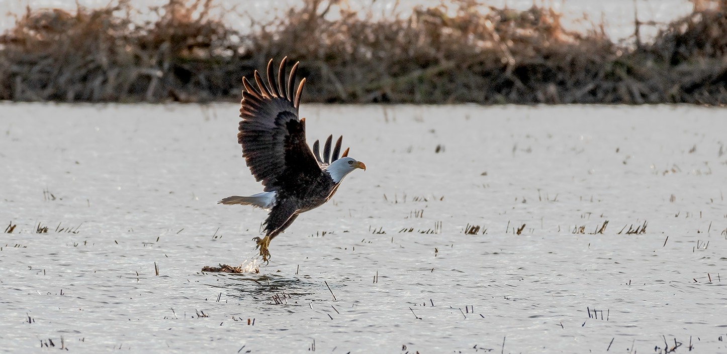 Bald eagle lifts off from shallow water in a rice field, wings spread wide and backlit by warm light, droplets splashing beneath its talons while a line of low vegetation blurs in the background.