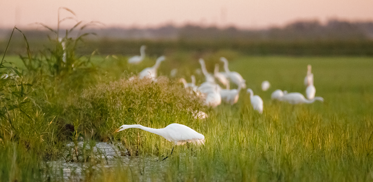 White egret wades through shallow water in a green marsh at sunset, with several other egrets foraging in the softly blurred background.
