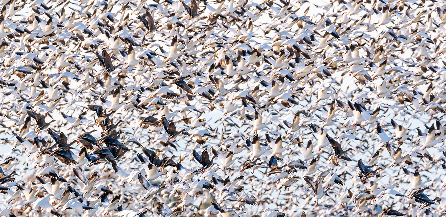 A massive flock of snow geese fills the sky, thousands of white birds with black-tipped wings flying closely together over a pale blue background, creating a dense, swirling pattern in flight.