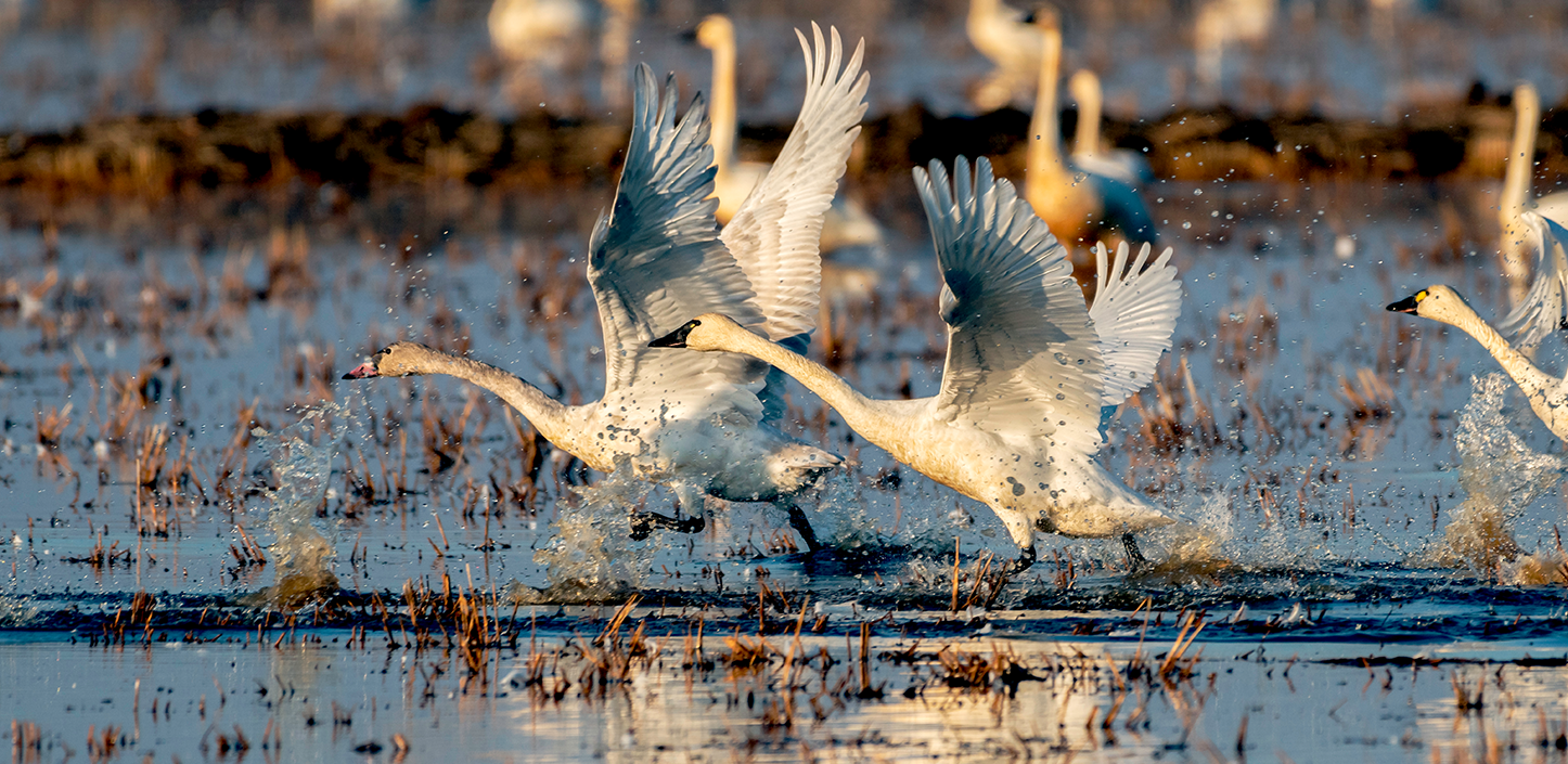 Two tundra swans run across a shallow, flooded field at golden hour, wings fully spread as they flap and splash water into the air. Several more swans stand or move in the blurred background among short vegetation.