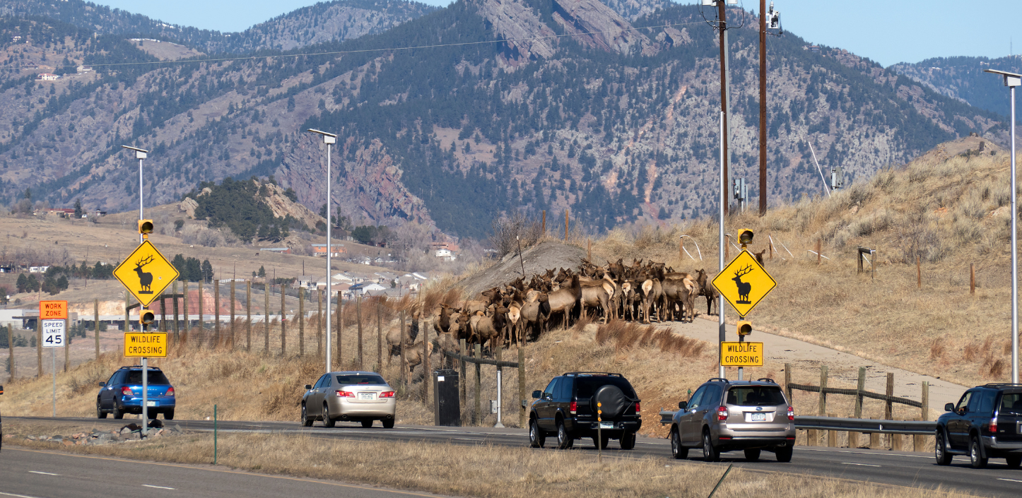 A herd of elk gathers at the entrance to a fenced wildlife crossing over a busy roadway in Colorado. Cars travel below while yellow wildlife crossing signs mark the route. Rocky foothills and rugged mountains rise in the background beneath a clear blue sky, illustrating infrastructure designed to help wildlife safely cross transportation corridors.