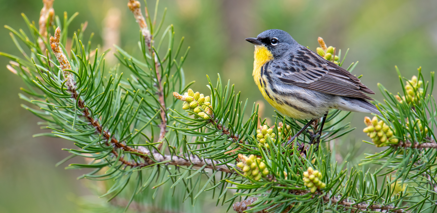 A kirtland's warbler with a bright yellow throat and gray-and-black plumage perched among the green needles and new growth of a pine tree.