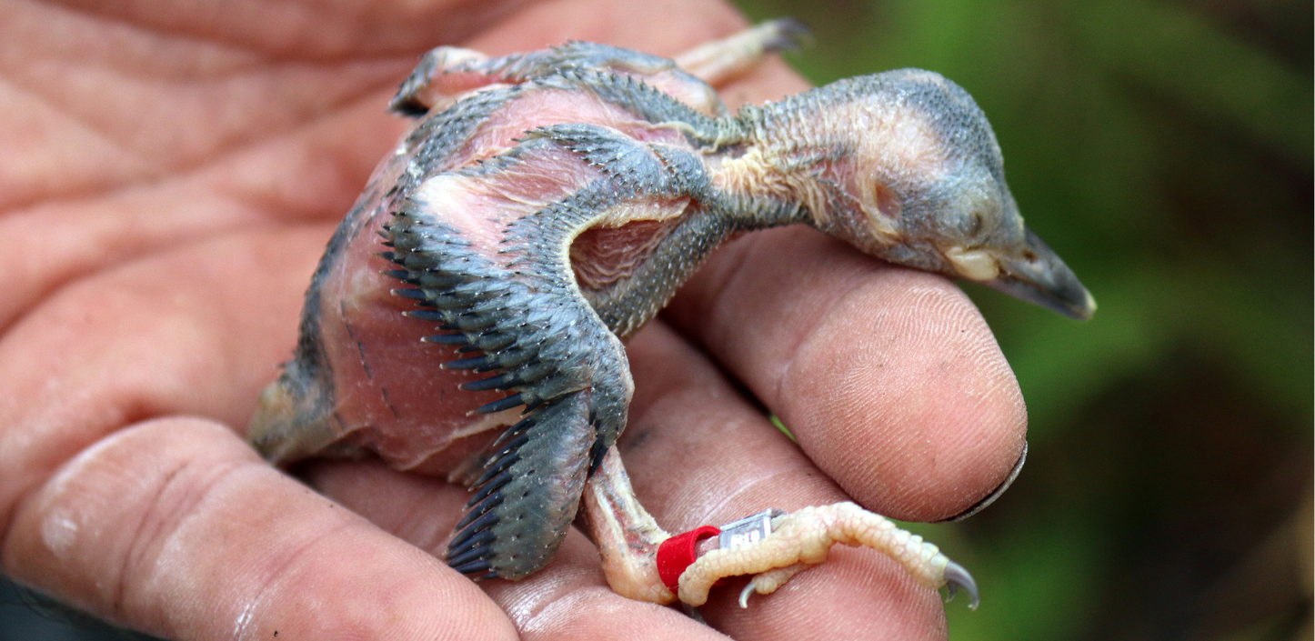 Newly hatched red-cockaded woodpecker chick with a leg band resting in a person’s hand.