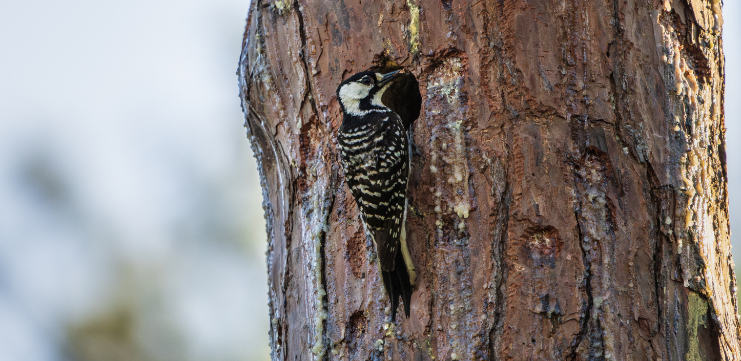 Red-cockaded woodpecker clinging to the trunk of a pine tree beside a cavity entrance.