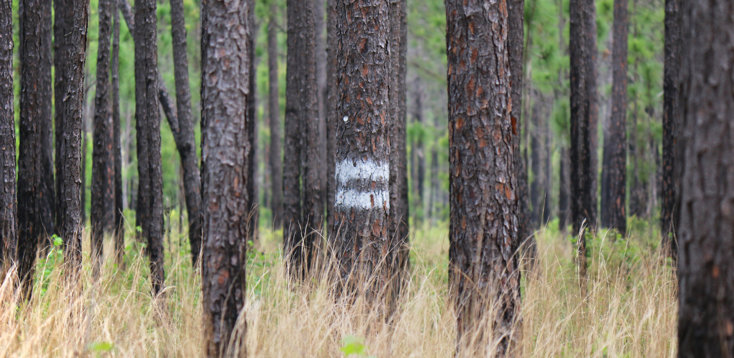 Longleaf pine forest with tall grasses and a white-painted band marking one tree trunk.