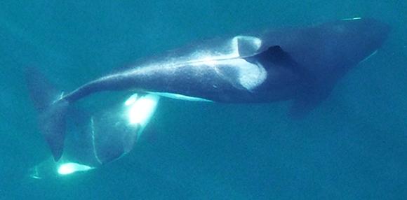 An adult female Southern Resident killer whale nurses her calf