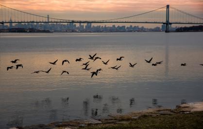 Geese flying over the Hudson River