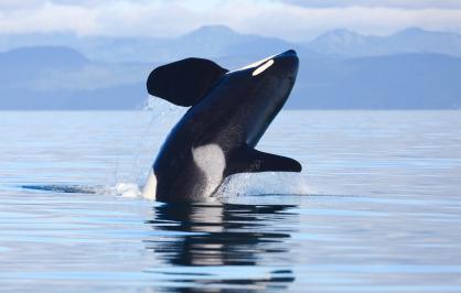 killer whale breaching