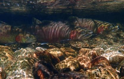 Lahontan cutthroat trout swimming underwater