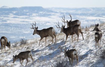 Mule deer herd on Green Mountain, Colorado