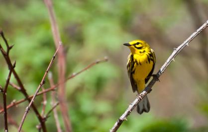 Prairie Warbler, 3.jpg