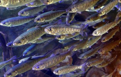 School of juvenile coho salmon