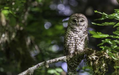 Spotted owl in tree
