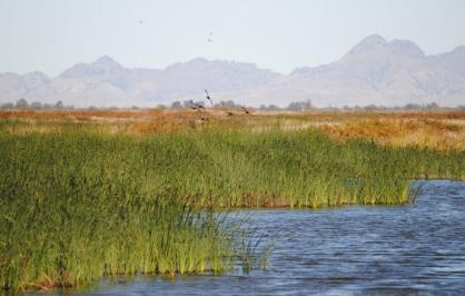 Sutter Basin