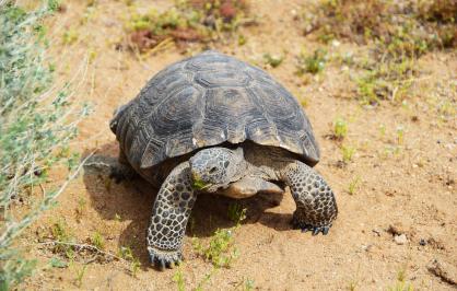 Desert tortoise