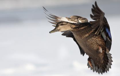 american-black-duck-1446x705.jpg american-black-duck-1446x705.jpg