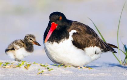 American oystercatcher with chick on the beach