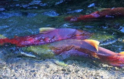 Coho salmon spawning