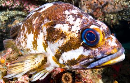 Copper rockfish in California