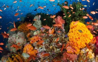 coral-reef-1446x705.jpg