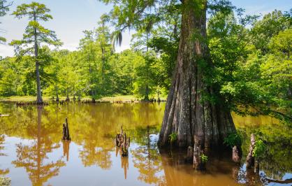 Cypress tree, Mississippi