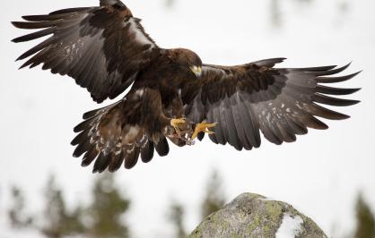 Golden eagle