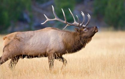 Elk in Yellowstone National Park