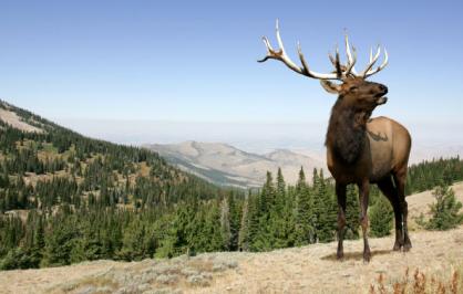 Elk